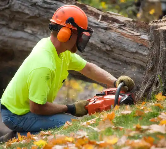 tree services Grand Rapids